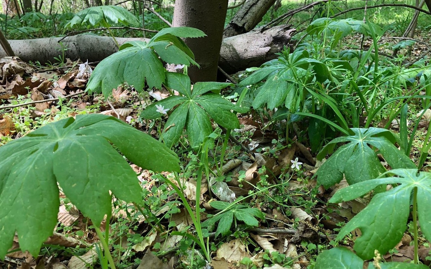 banner pic of mayapple plants