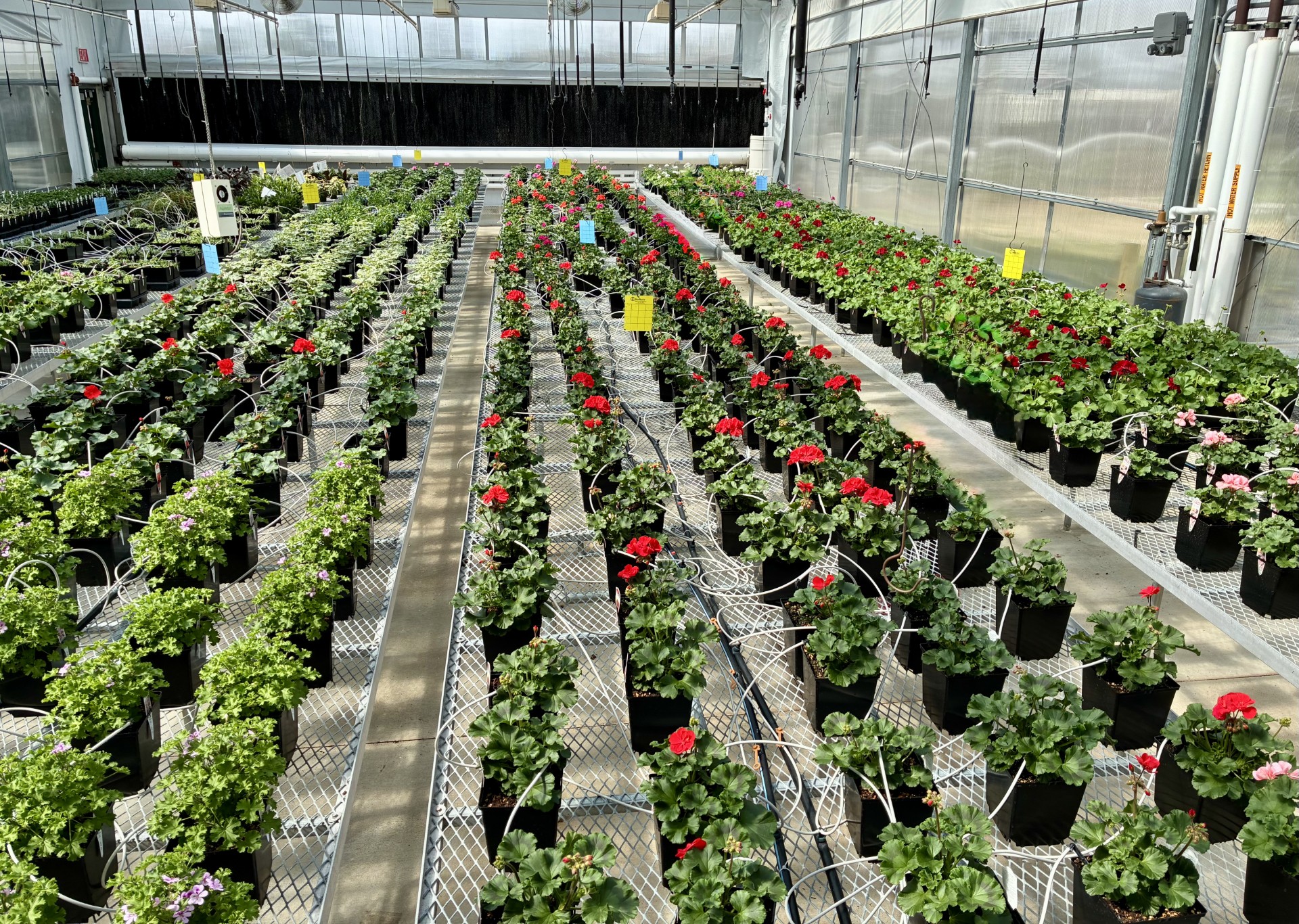 A picture of the NOVA Horticulture plant sale showing about 2000 plants in containers in flower in the greenhouse from above