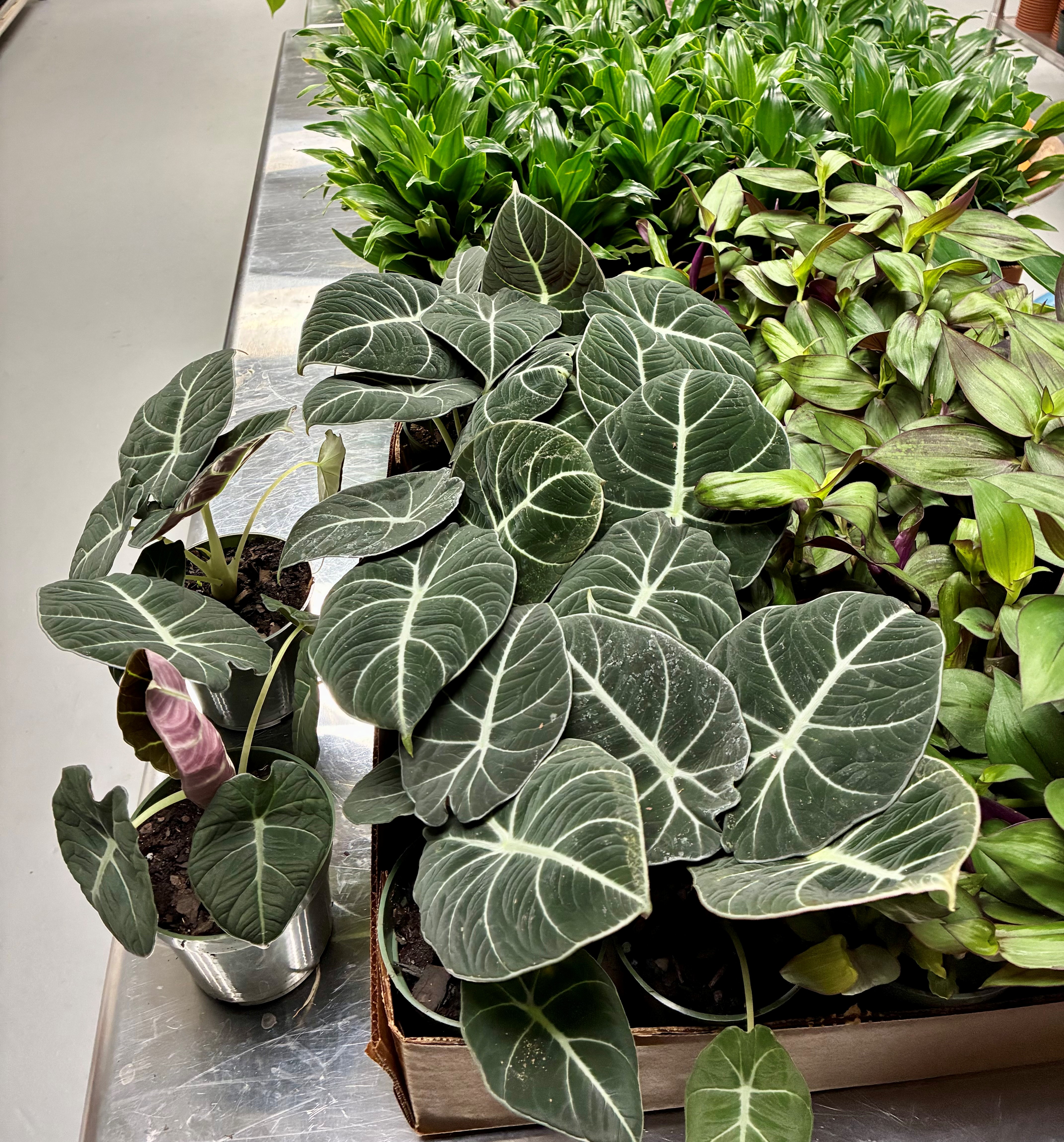 Houseplants-Fall-2025