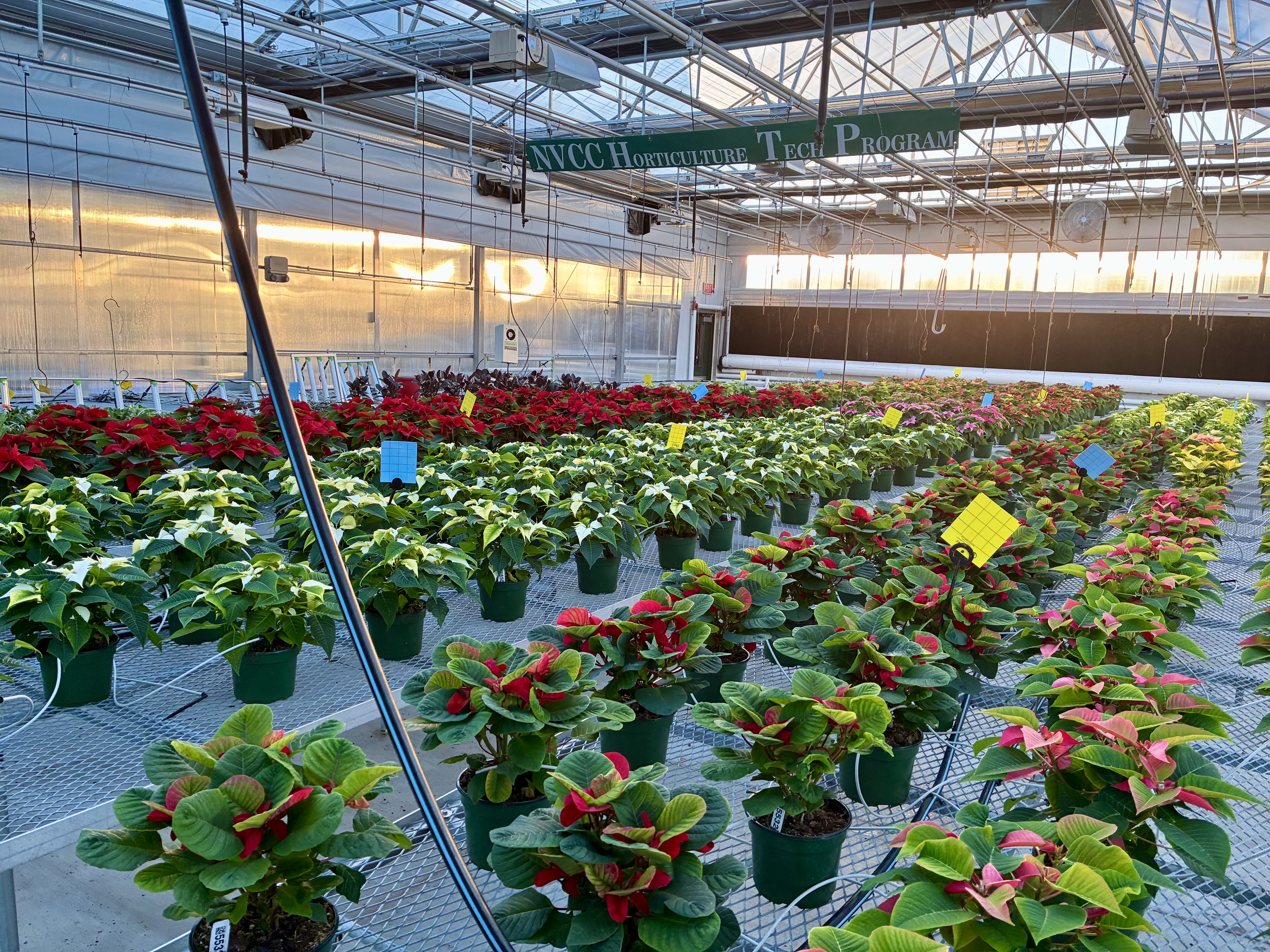 Poinsettias growing in our greenhouse