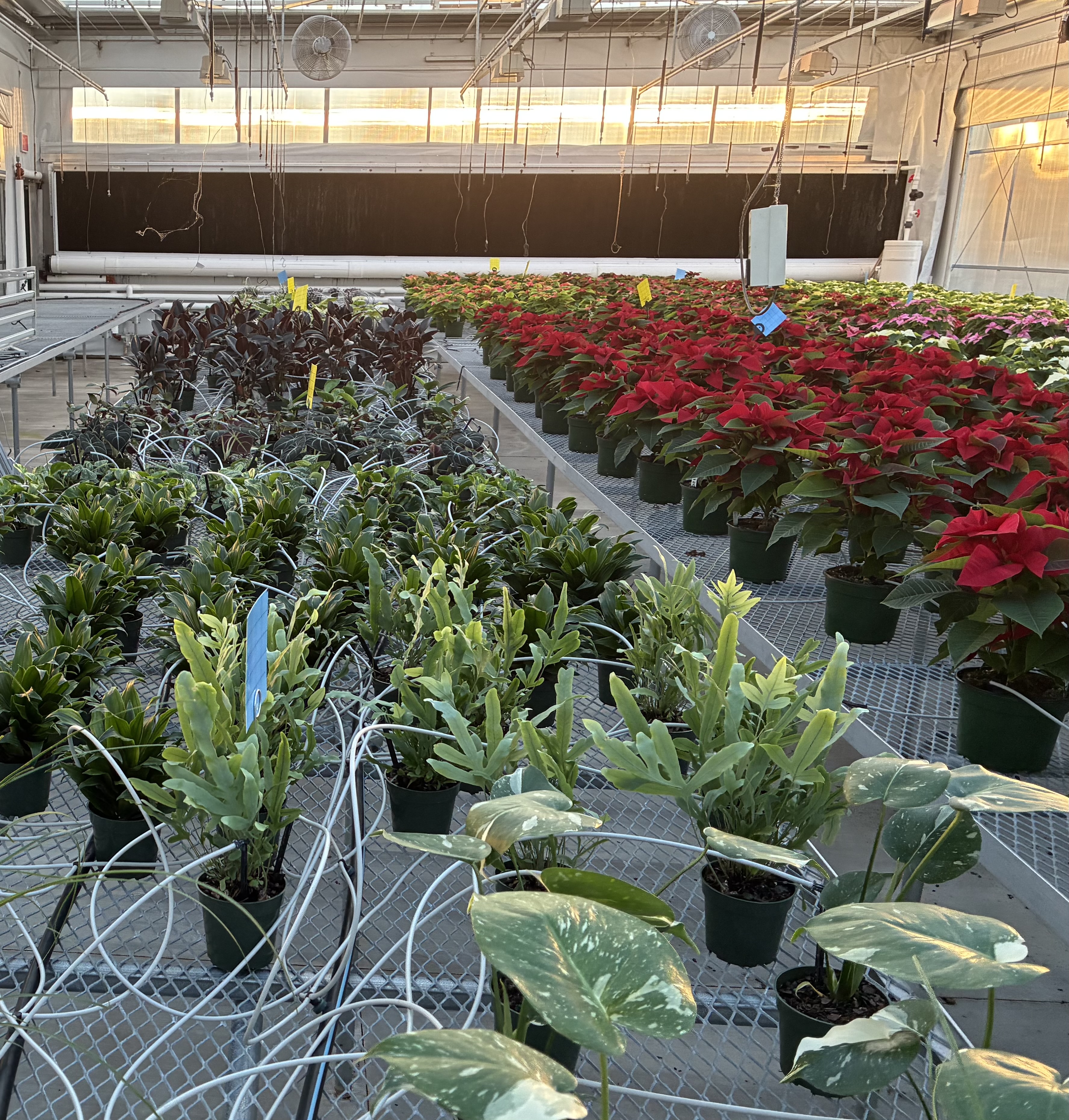 plants in our greenhouse