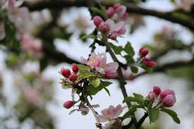 Apple Blossoms
